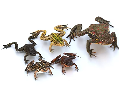 Various Reptile Species With Diverse Colors And Unique Postures On White Surface 3d model