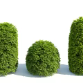 Neatly Trimmed Green Bushes With Different Shapes For Garden Landscaping