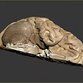 3D Medical Brain Anatomical Model Showing Cerebrum Cerebellum And Brainstem Structures