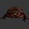 Red Beetle With Shiny Carapace And Long Legs On Dark Background 3d model