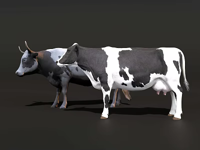 Two Standing Cows Black And White Cow With Horned Cow On Dark Background 3d model