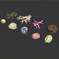 Colorful Seashells Coral Pieces And Green Seaweed On Black Background