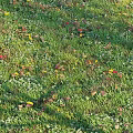 Lush Green Grass Field With Colorful Fallen Leaves And Small White Flowers