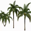 Tall Palm Trees With Lush Green Fronds And Brown Trunks On White Background
