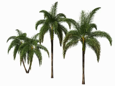 Tall Palm Trees With Lush Green Fronds And Brown Trunks On White Background 3d model
