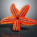 Orange and white starfish with five arms on dark background and reflective surface