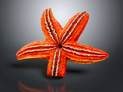 Orange and white starfish with five arms on dark background and reflective surface 3d model