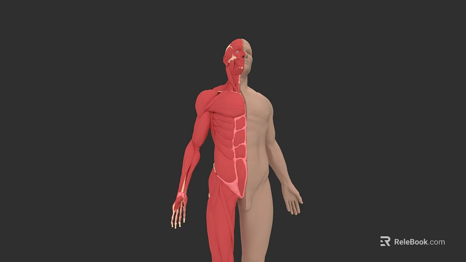 Human Muscular System Anatomy Visualization With Half Body Muscle Structure 3d model 