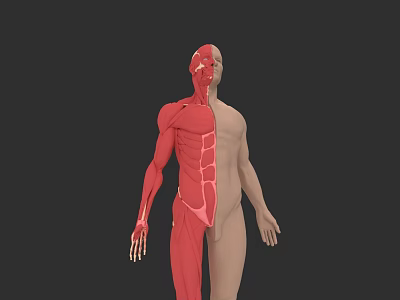 Human Muscular System Anatomy Visualization With Half Body Muscle Structure 3d model