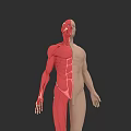 Human Muscular System Anatomy Visualization With Half Body Muscle Structure 3d model