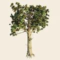Tall Mature Arbor Showcasing Lush Green Foliage And Straight Trunk