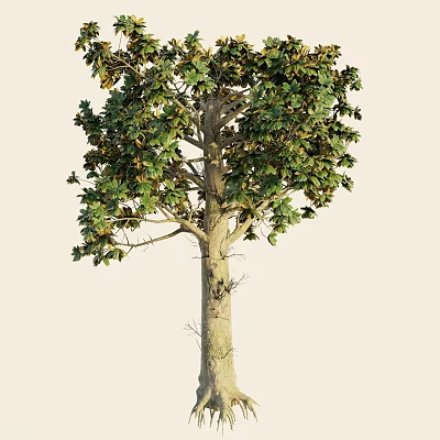 Tall Mature Arbor Showcasing Lush Green Foliage And Straight Trunk 3d model