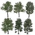 Various Arbor Tree Specimens With Lush Green Foliage And Different Trunk Shapes 3d model