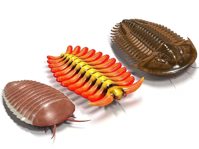 Three Colorful Trilobite Models With Diverse Shapes And Detailed Exoskeletons 3d model