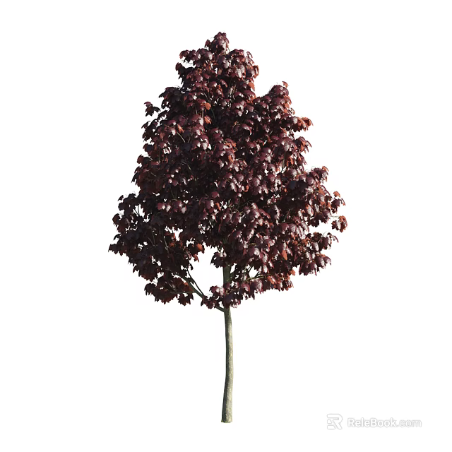 Vibrant Ornamental Tree With Lush Dark Red Foliage And Strong Trunk 3d model 