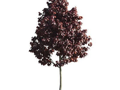 Vibrant Ornamental Tree With Lush Dark Red Foliage And Strong Trunk 3d model