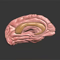 Detailed 3D Brain Anatomy Model Showing Pink Tissue And Yellow Structure