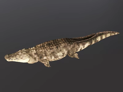 Reptile Crocodile 3D Model With Detailed Skin Texture On Gray Background 3d model