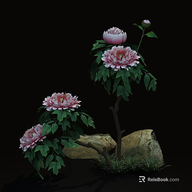 Beautiful Pink Peony Flowers With Green Leaves Rocks And Grass 3d model 