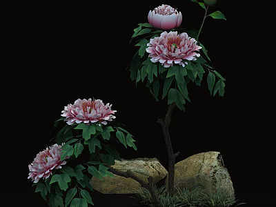 Beautiful Pink Peony Flowers With Green Leaves Rocks And Grass 3d model