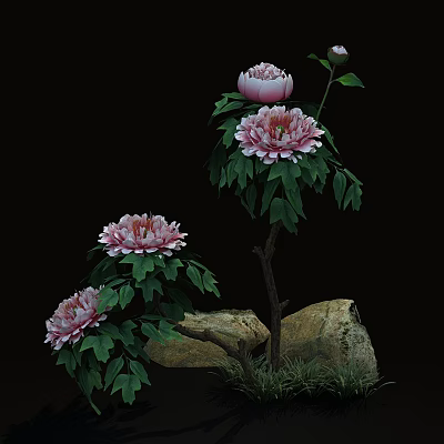 Beautiful Pink Peony Flowers With Green Leaves Rocks And Grass 3d model