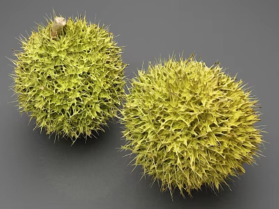 Two Fresh Ripe Durian Fruits With Green Spiky Shell On Gray Surface 3d model