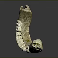 Detailed Close Up View Of Ancient Jawbone Organ With Curved Structure And Fossilized Teeth