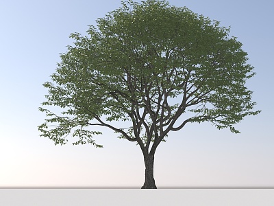 Landscape Arbor Tree model