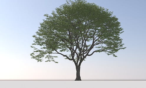 Landscape Arbor Tree 3d model