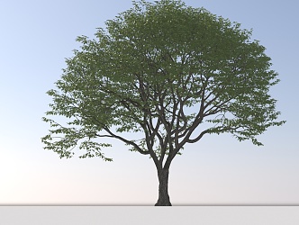 Landscape Arbor Tree 3d model