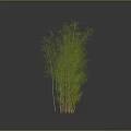 Tall Green Bamboo Clump With Slender Stems And Fresh Leaves Growing Naturally