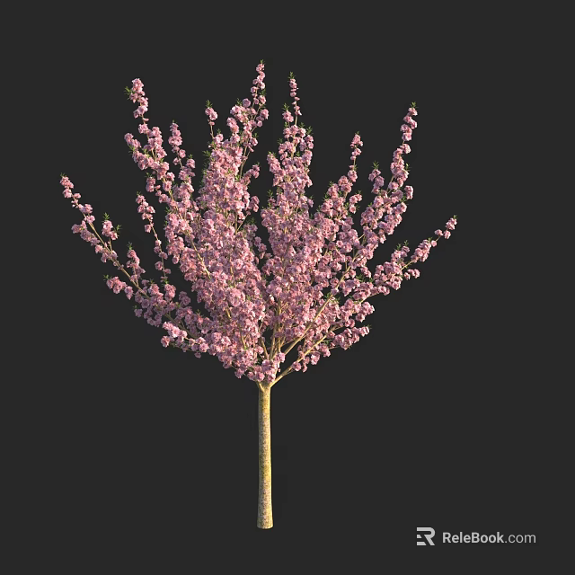Blooming Tree With Pink Blossoms And Yellow Trunk Isolated On Black Background 3d model 