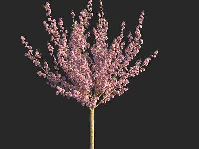Blooming Tree With Pink Blossoms And Yellow Trunk Isolated On Black Background 3d model