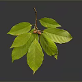 Vibrant Healthy Green Leaves With Ripe Red Fruit On Dark Background