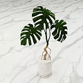 Potted Monstera Plant with Large Leaves Exposed Roots in White Pot on Marble Surface