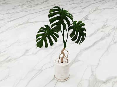 Potted Monstera Plant with Large Leaves Exposed Roots in White Pot on Marble Surface 3d model