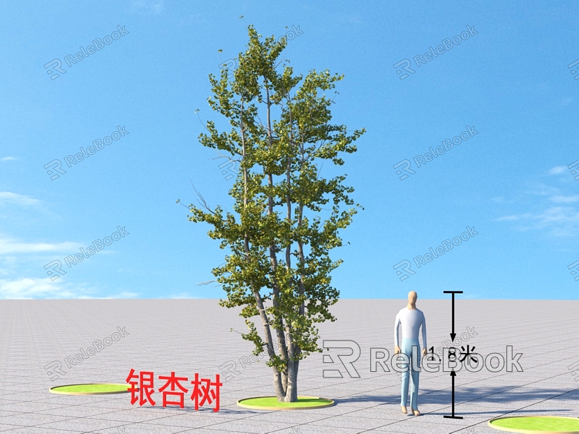 Ginkgo Tree Plants model