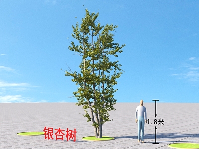 Ginkgo Tree Plants model