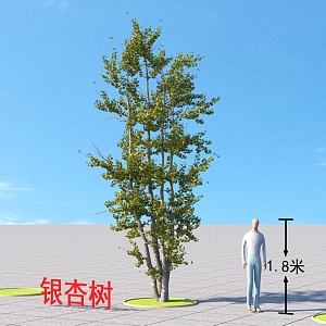 Ginkgo Tree Plants 3d model