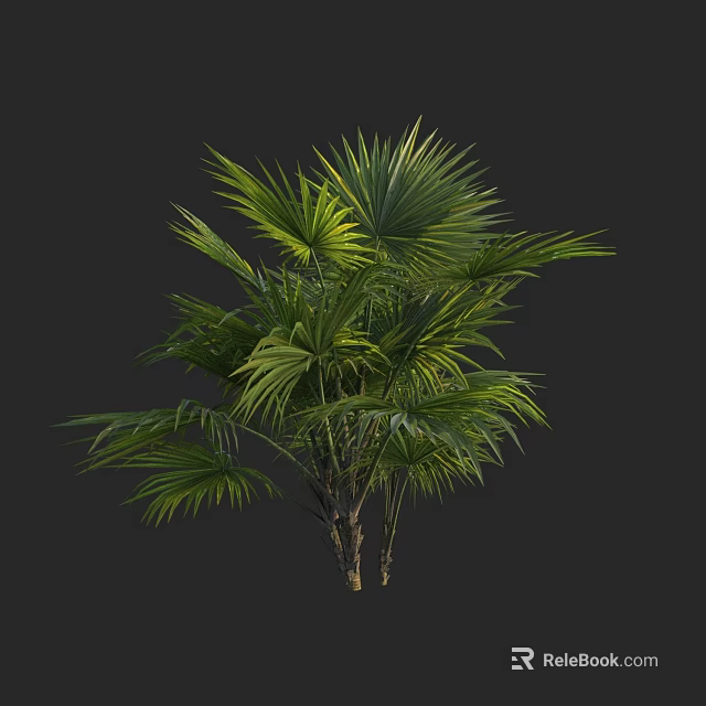 Tropical Palm Tree With Lush Green Fronds And Multiple Trunks For Landscaping 3d model 