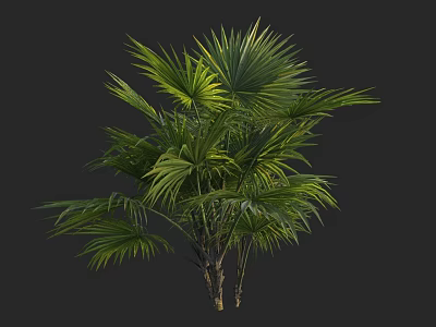 Tropical Palm Tree With Lush Green Fronds And Multiple Trunks For Landscaping 3d model