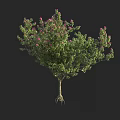 Vibrant Shrub With Green Leaves Pink Flowers And Visible Roots