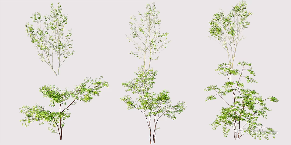 Various Arbor Trees With Green Foliage Different Heights and Branch Structures 3d model
