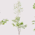 Various Arbor Trees With Green Foliage Different Heights and Branch Structures 3d model