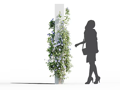 Green Vine With Purple Flowers Climbing White Pillar Near Woman Touching Gently 3d model
