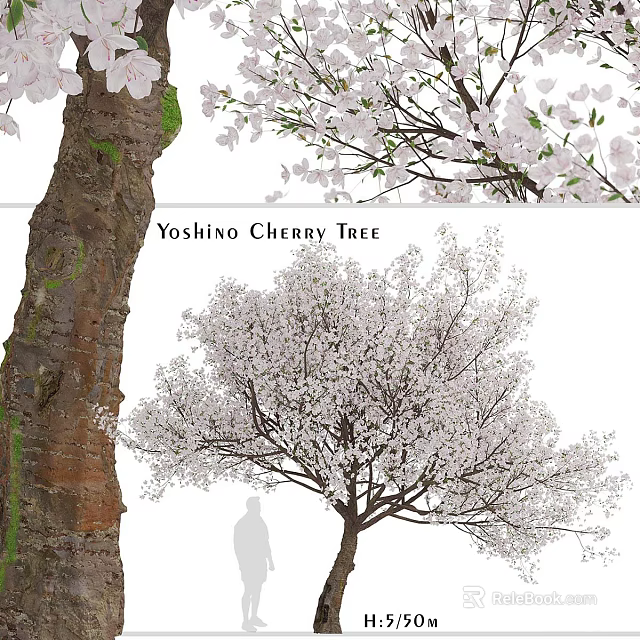 Yoshino Cherry Tree With White Blossoms Tall Trunk And Falling Petals In Landscape 3d model 