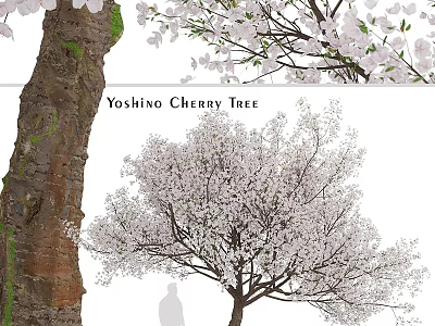 Yoshino Cherry Tree With White Blossoms Tall Trunk And Falling Petals In Landscape 3d model