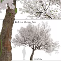 Modern Landscape Trees Poplar Maple Pine Trees Big Trees Tropical Trees 3d model