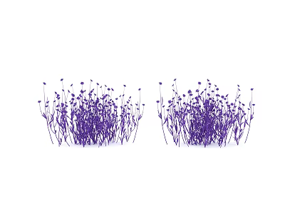 Purple Flowers with Slender Stems and Small Purple Blooms Growing in Clusters 3d model