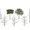 Various Arbor Trees With Green Foliage And Diverse Growth Forms 3d model